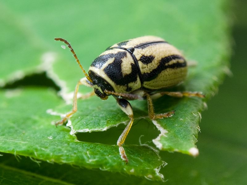 Cryptocephalus (Asionus) gamma Herrich-Schäffer, 1829